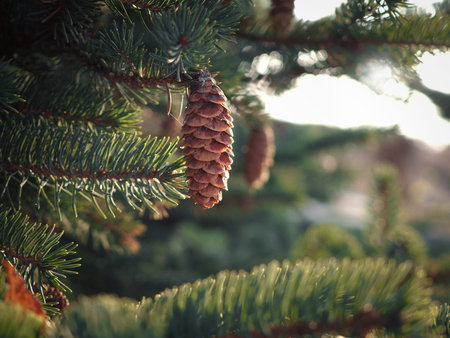 Spruce branches with cones closeup in sunlight