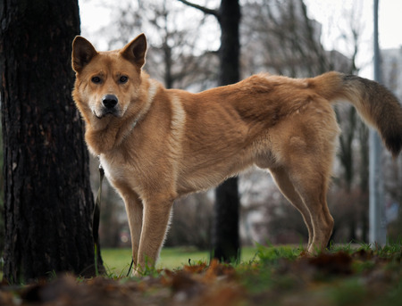 A big red dog. The breed Akita inu. Forest, natureの写真素材