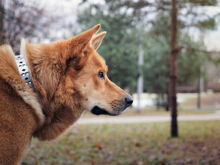 Redhead big dog, portrait. Mixed with Akita inuの写真素材