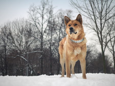 Big beautiful red dogの写真素材