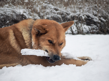 Big dog gnaws a stick. Cold winter, snowの写真素材