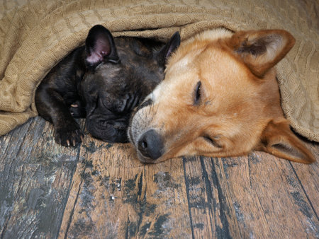 Huge red dog and a little black bulldog. Animals cozy sleeping together under a knitted blanket