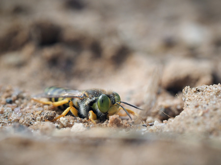 Bembix rostrata in the sand. Portrait of a sand waspの写真素材