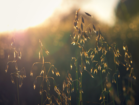 Beautiful ears of oats in the sunlight of the sunset.の写真素材
