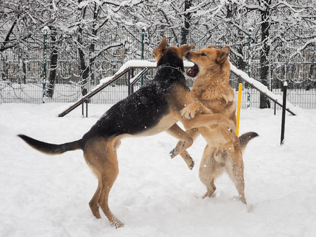 Big scary dogs are playing on the Playgroundの写真素材