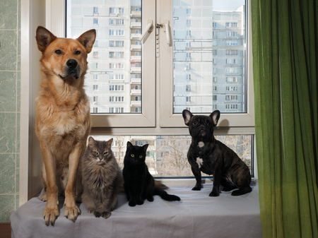 Dogs and cats sit funny on a wide window sillの写真素材