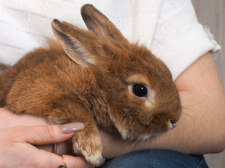 Very cute rabbit on the women hand. Portrait of rabbit close upの写真素材