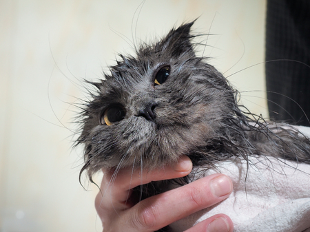 Miserable wet cat after washing. Cat peeking out of the towelの写真素材