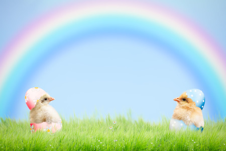 Cute newborn Chicks in pink and blue shell. Green grass, blue sky, rainbow. The concept of the Easter holidays, the birth, lifeの写真素材