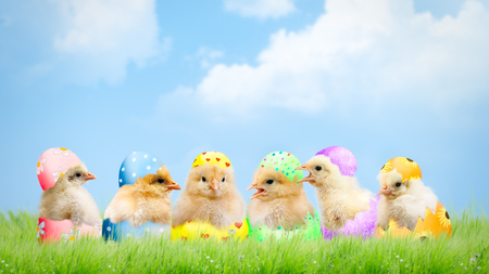 Cute newborn Chicks in a colorful shell. Green grass, blue sky. The concept of the Easter holidays, the birth, life, childrenの写真素材