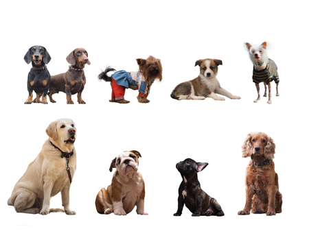 Group of dogs of different breeds on white backgroundの写真素材