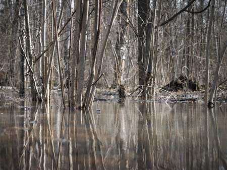 Trees in the water, early spring, flooding in the forestの写真素材