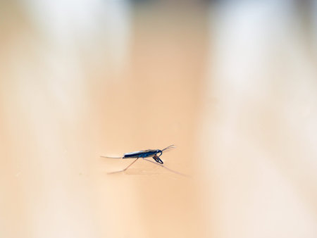 Gerridae insect on the water surface. Beautiful beige colorの写真素材