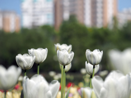 Beautiful white tulips on a flowerbed in the cityの写真素材