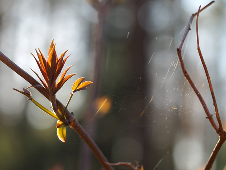 Elder kidney blossoms on a branch. Sunlight. Macroの写真素材