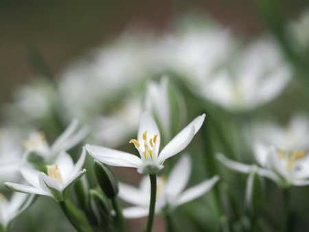 Beautiful white flowers with yellow stamens of Macro. Natural backgroundの写真素材