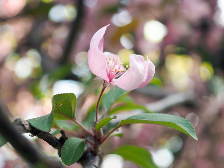 Beautiful and rare pink Apple flowers. Macroの写真素材