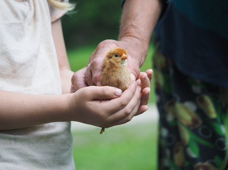 The hands of an elderly man and a child holding a newborn chickenの写真素材