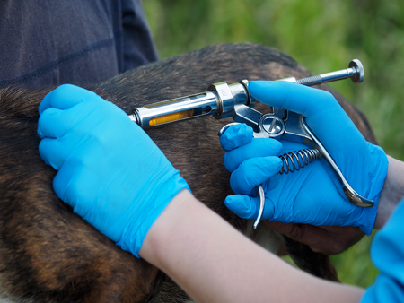 Hands in gloves vaccinate the animal with a syringe gunの写真素材
