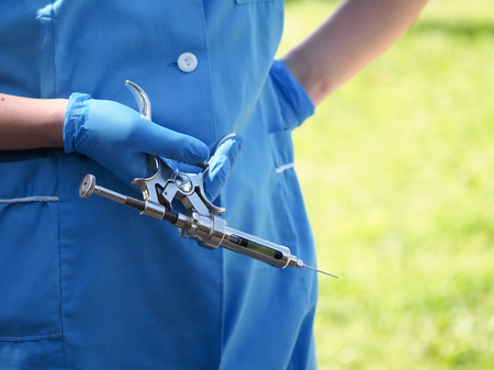 Hand of a veterinary doctor with a syringe gun for injectionsの写真素材