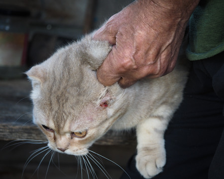 The wrinkled hand of a man holds the scruff of a sick catの写真素材