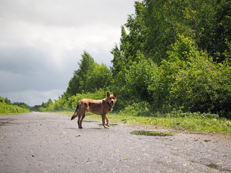Big red dog standing on a country roadの写真素材