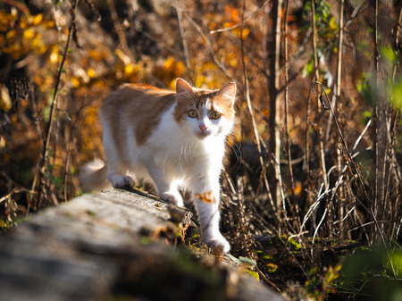 Portrait of a cat in the autumn forest.の写真素材