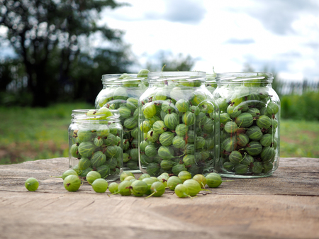 Green gooseberry berries in jars on the table.の写真素材
