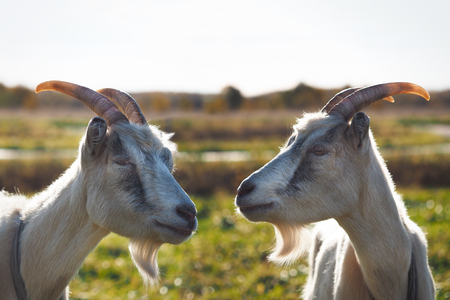 Two goats. Portrait of funny animals in nature in the fieldの写真素材