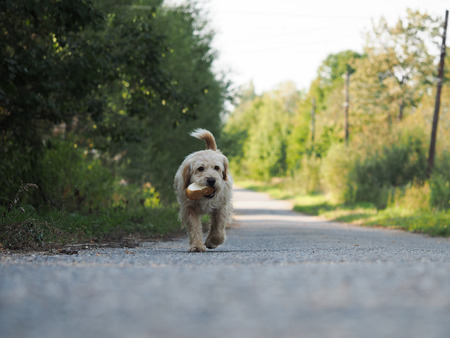 Cute dog carries bread. Country road, summerの写真素材