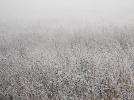 The ears in the field are covered with frost. The sudden cold change in the weatherの写真素材