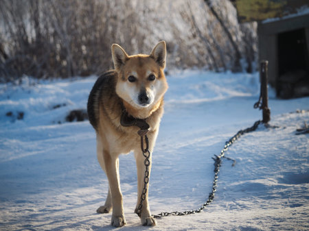 Saddest frozen dog on a chain. Portrait of a dog. Cold weather, winter