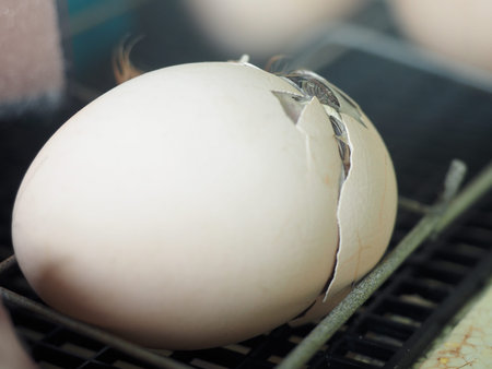 The birth of a chicken from an egg in an incubator. Macro