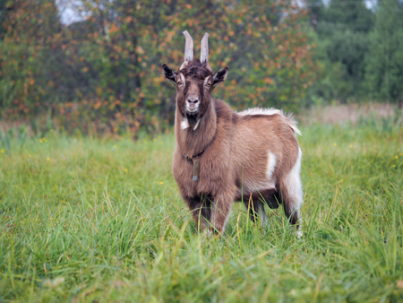Portrait of a beautiful brown goat. Green grass, fieldの写真素材