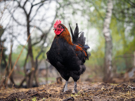Portrait of luxury rooster breed black and gold Maran