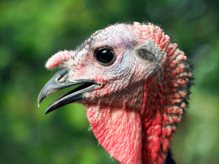 Portrait of an unusual bird. Young Turkey close