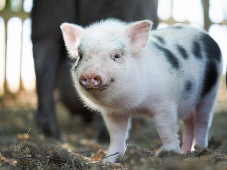 Cute little pigs in the farm. Portrait of a pigの写真素材
