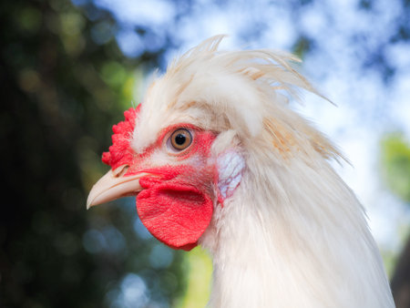 Portrait of a crested chicken. Funny hairstyle of a birdの写真素材