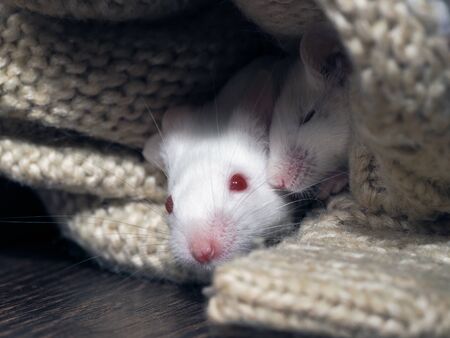 Two white rats sleep in the closet in knitted thingsの写真素材