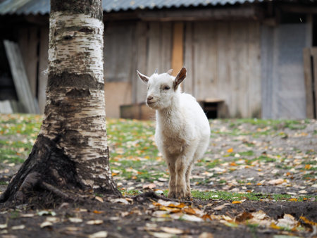 Little white goat. Portrait of an agricultural animalの写真素材