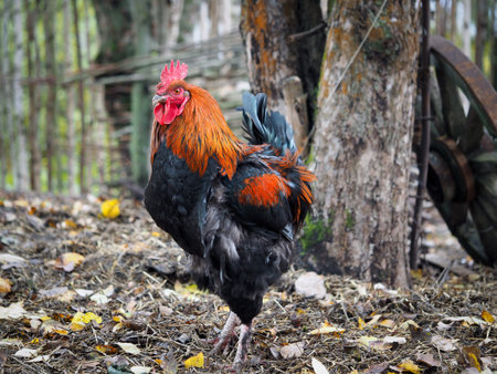 Beautiful cock. Breed of chicken Maran