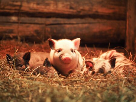 Newborn little pigs. Pigs are illuminated with red light heatedの写真素材