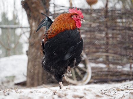 Portrait of a rooster under the snow. The concept of cold, climate change, environmentの写真素材