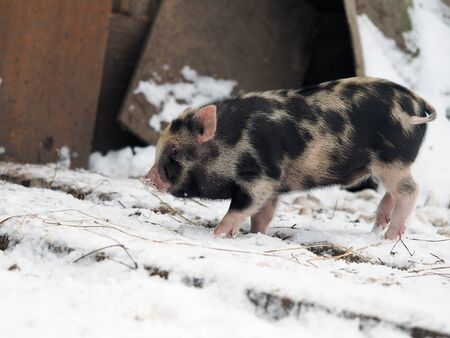 A cute little pig in the snowの写真素材