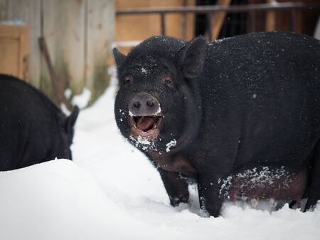 Funny big pig in the snow. Funny animalの写真素材