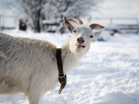 Portrait of a funny white goat with beautiful horns. Weather cold, winter, snowの写真素材