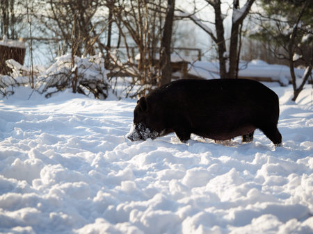 big black pig in snowdrifts. Cold snap, climate change, weather changeの写真素材