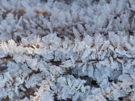 Frost, icing on branches and grass. Change of weather, cold snap, consequences of icy rainの写真素材