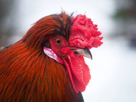 Portrait of a luxurious rooster with a red crest. Rare breed of chickenの写真素材
