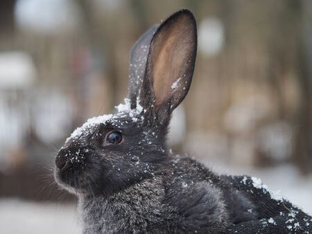 Portrait of a cute rabbit under the snowの写真素材